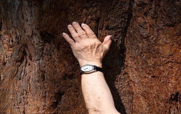 A hand wearing a watch reaching to touch the bark of a tree